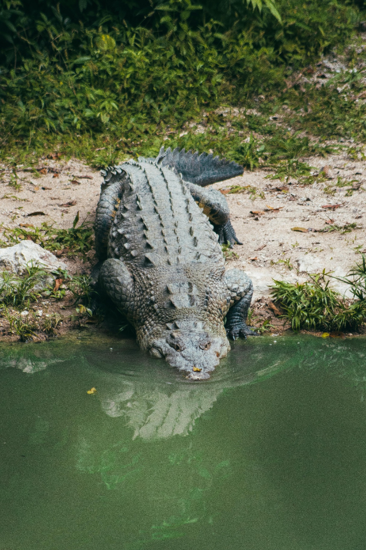 Belize Zoo
