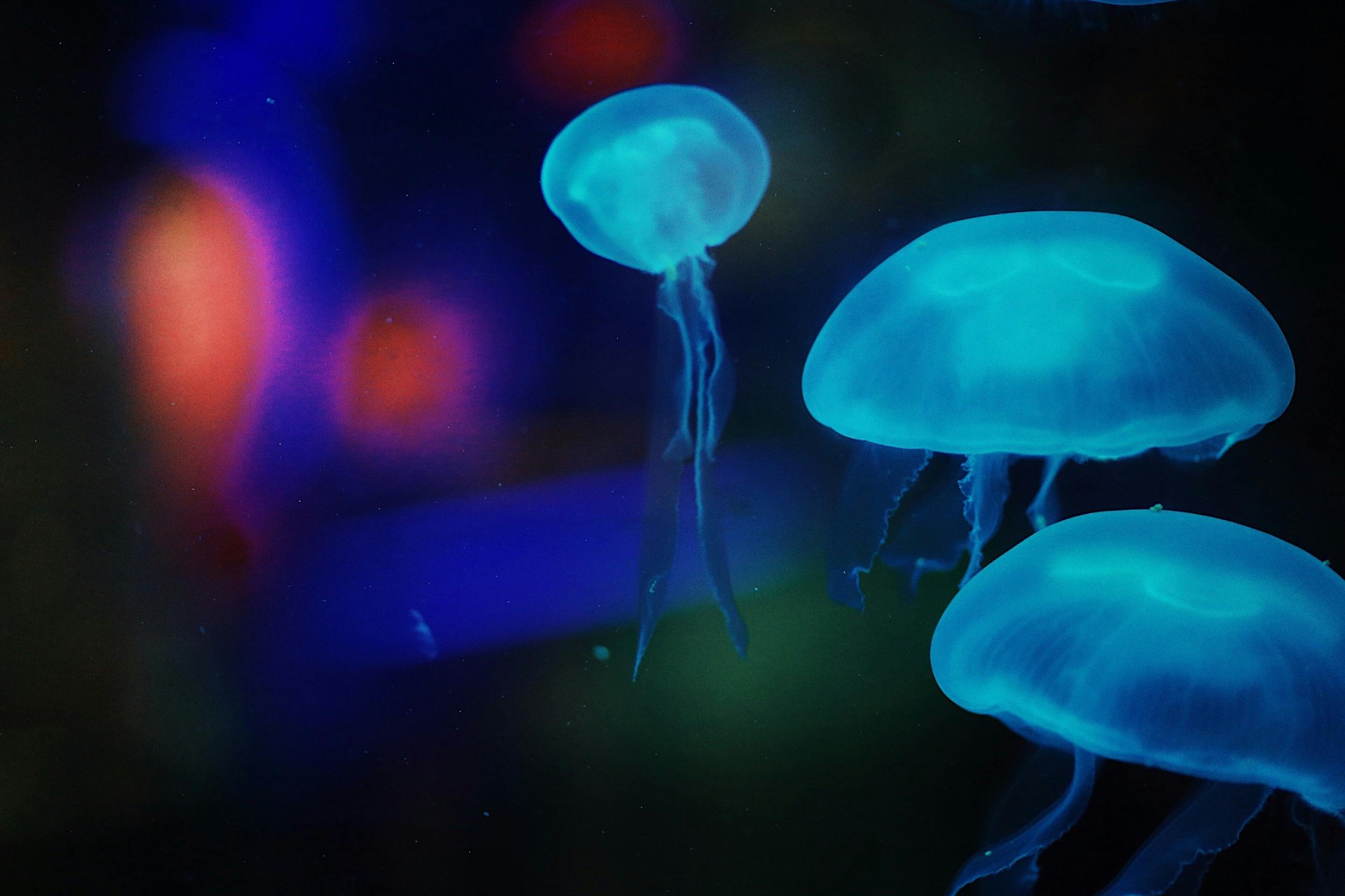Bioluminescence Tour