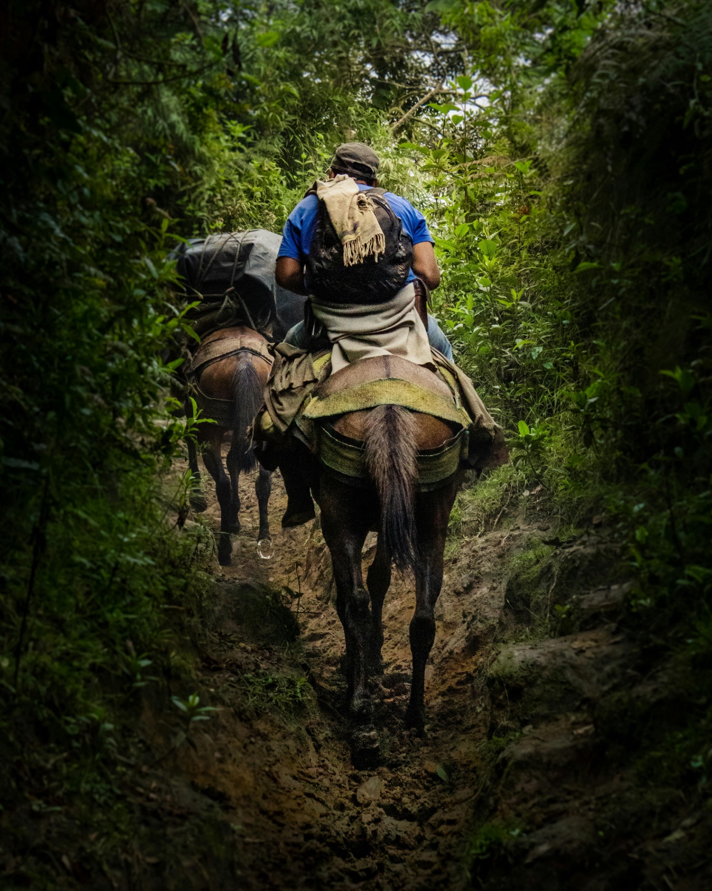 Jungle Horseback Ride