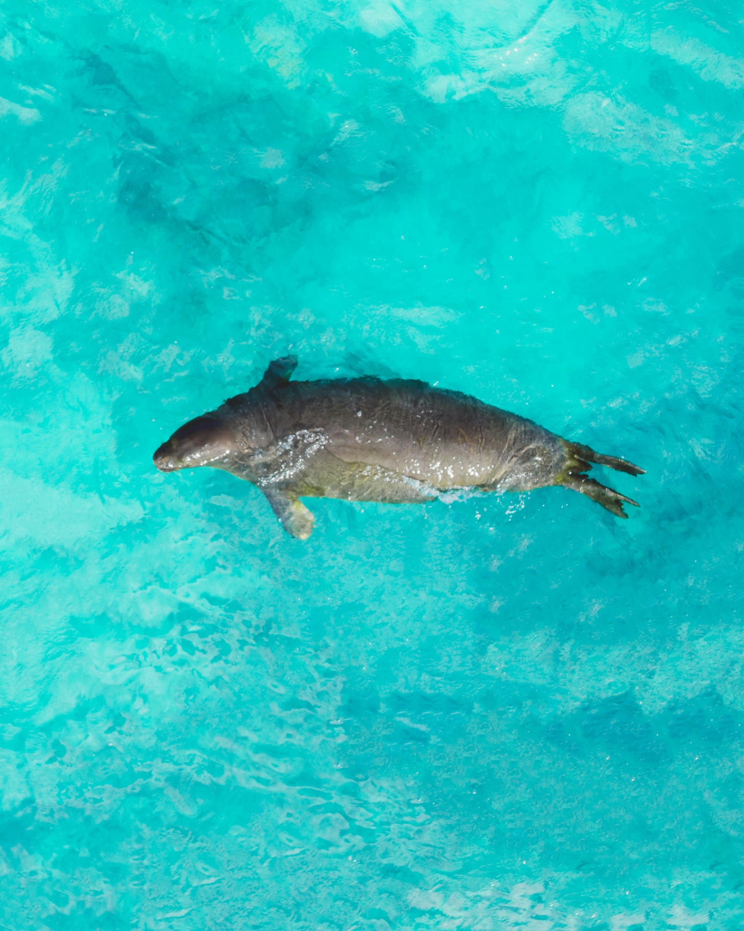 Monkey River & Manatee Watch
