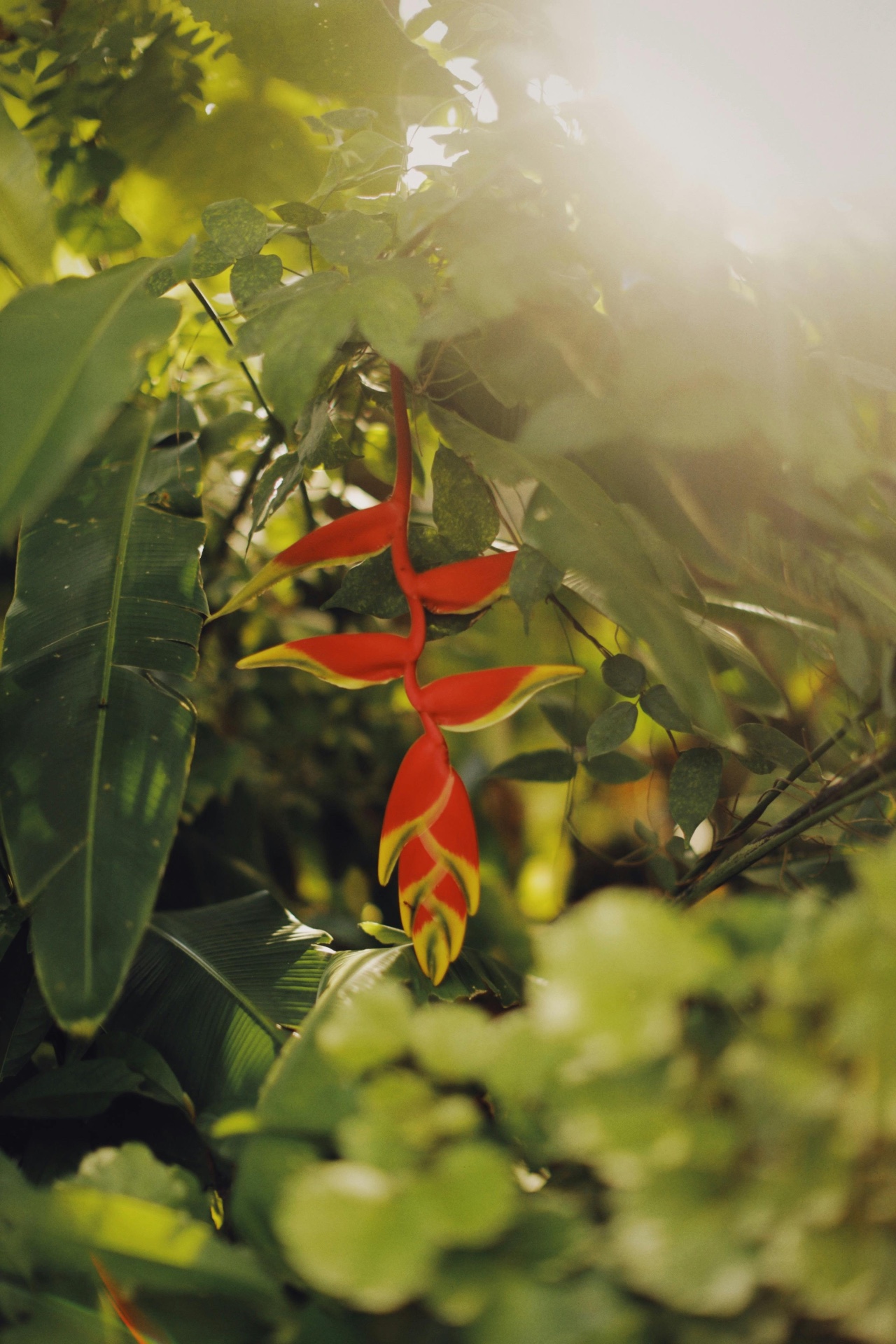 Spice Farm & Botanical Garden